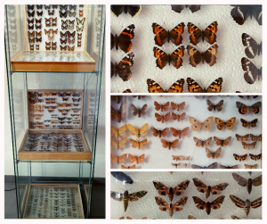 Gablota z wyłożonymi przeszklonymi pudełkami, w których znajdują sie zakonserwowane motyle i ćmy